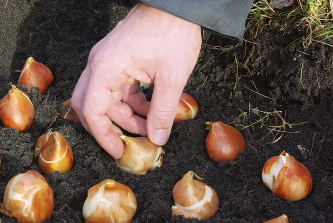 Úroda sa mnohonásobne zvýši: ako zasadiť zimnú cibuľu a cesnak