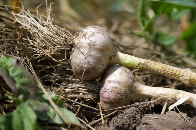 Úroda sa mnohonásobne zvýši: ako zasadiť zimnú cibuľu a cesnak